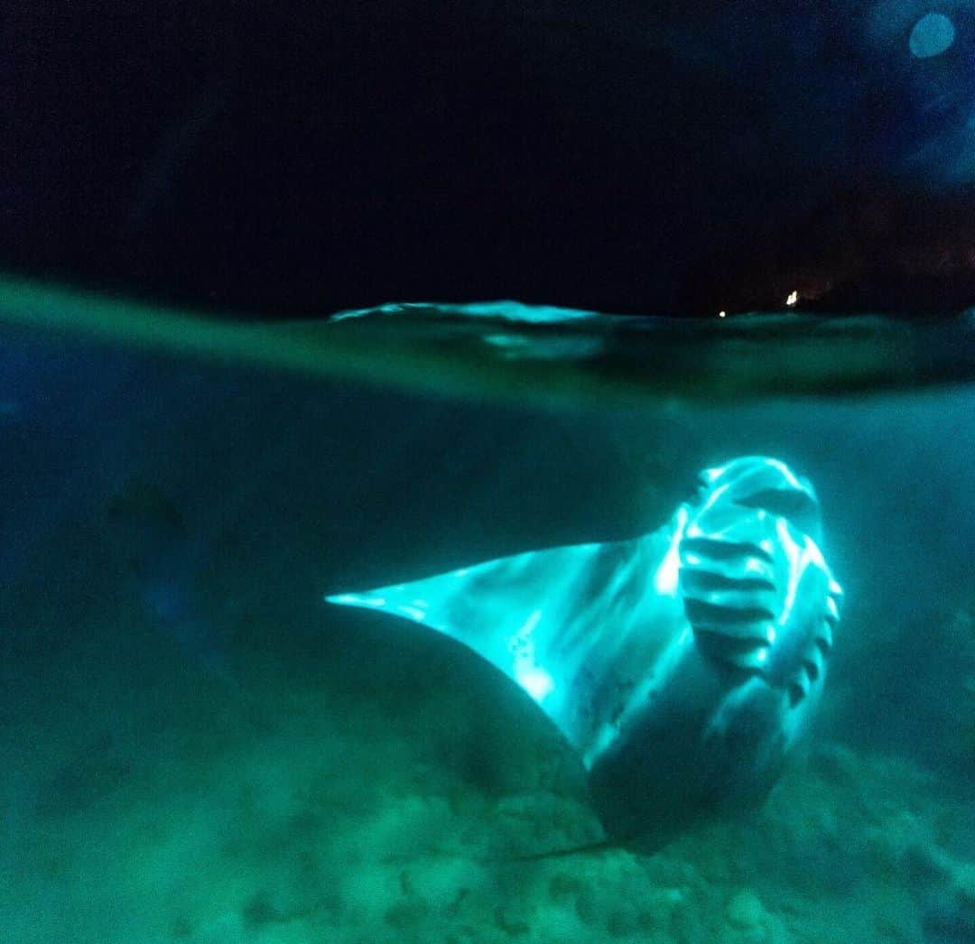 ナショナルジオグラフィックさんのインスタグラム写真 - (ナショナルジオグラフィックInstagram)「Photos by Pete McBride @pedromcbride | Rays of light: Marine wildlife tourism is a large draw for visitors to Hawaii’s shores, which is a boon for the economy but can cause problems for animals if proper steps aren’t taken. Tour operators must follow strict rules to protect manta rays during night snorkeling/diving outings because participants use underwater lights to attract plankton in high concentrations, and the rays follow to find food. As a result, boats must refrain from lighting hulls to keep the rays from swimming into ladders, rudders, propellers, or divers, which have been known to cause serious injury. It is best to research the right tour operator to ensure you aren’t inadvertently injuring the wildlife you are marveling to see. For more wild places, follow @pedromcbride. #moonlight #mantaray #Hawaii #tourism #underwater」8月21日 0時19分 - natgeo