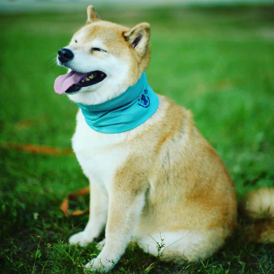 まる（まるたろう）さんのインスタグラム写真 - (まる（まるたろう）Instagram)「Preparing for the heat is very important. The damp towel is the best✨🐶😊✨ママにクールタオル巻いてもらったんだ〜 #涼しいしい #お揃いコーデ #クールネックマフラーペット用」8月20日 19時03分 - marutaro