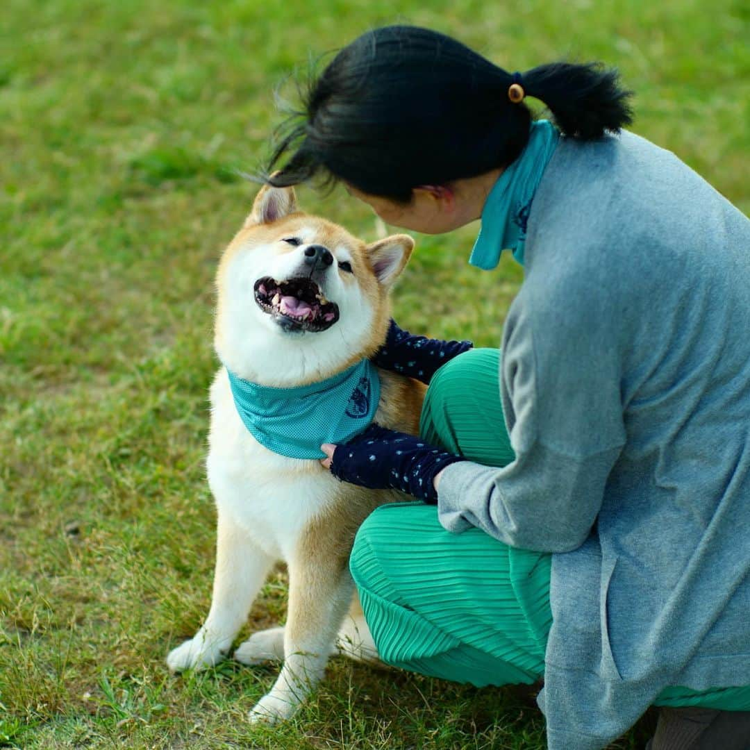 まる（まるたろう）さんのインスタグラム写真 - (まる（まるたろう）Instagram)「Preparing for the heat is very important. The damp towel is the best✨🐶😊✨ママにクールタオル巻いてもらったんだ〜 #涼しいしい #お揃いコーデ #クールネックマフラーペット用」8月20日 19時03分 - marutaro