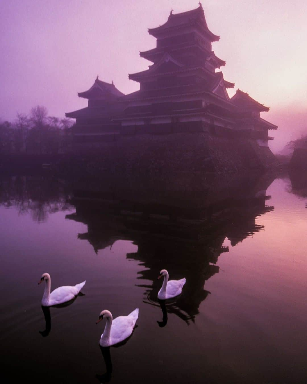 National Geographic Travelさんのインスタグラム写真 - (National Geographic TravelInstagram)「Photo by Michael Yamashita @yamashitaphoto | The magnificent Matsumoto castle looks good in most any light, but is most dramatic at dawn. It is known as the Crow Castle due to its black exterior. In contrast, white swans live in its moat. And thank you to the 3 who swam into my frame. #matsumoto #matsumotocastle」8月20日 19時07分 - natgeotravel