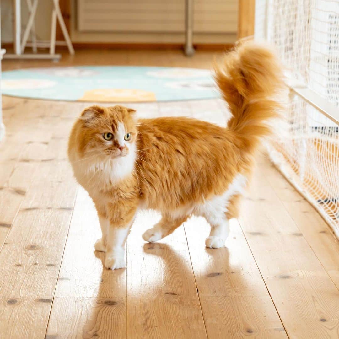 マアルのインスタグラム：「虎太郎さん #🐈 #猫好きさんと繋がりたい #北海道 #旭川市 #スコティッシュフォールド  #猫ホテル」