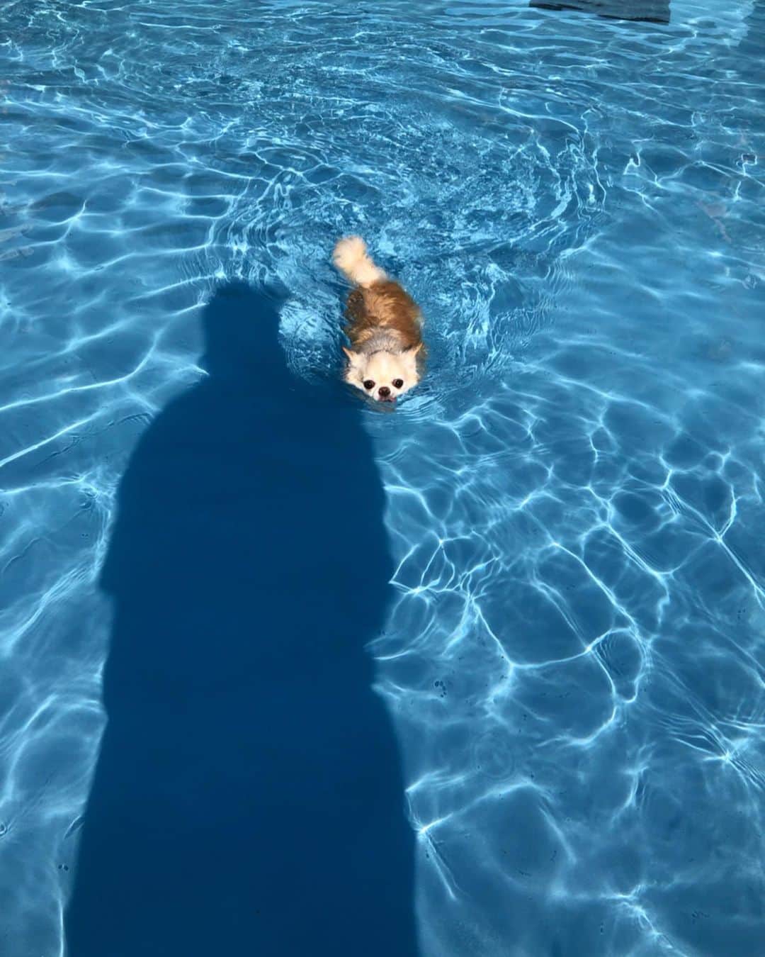 安宅葉奈さんのインスタグラム写真 - (安宅葉奈Instagram)「みみちゃんとプールに行ってきました🐶✨ 犬用ライフガードを着せて ちゃんと着られてるか確認してたら、バッグ👜みたい！と遊んでしまいました😂ごめんね🙏💓💦 深いプールは波に押されちゃってたけど、小型犬用の浅いプールはうまく泳げましたー💮 #わんダフルネイチャーヴィレッジ #犬用プール #水遊び #フローテーションベスト #かわいすぎ 🧡 #はなみみ🐶」8月20日 19時19分 - atakahana