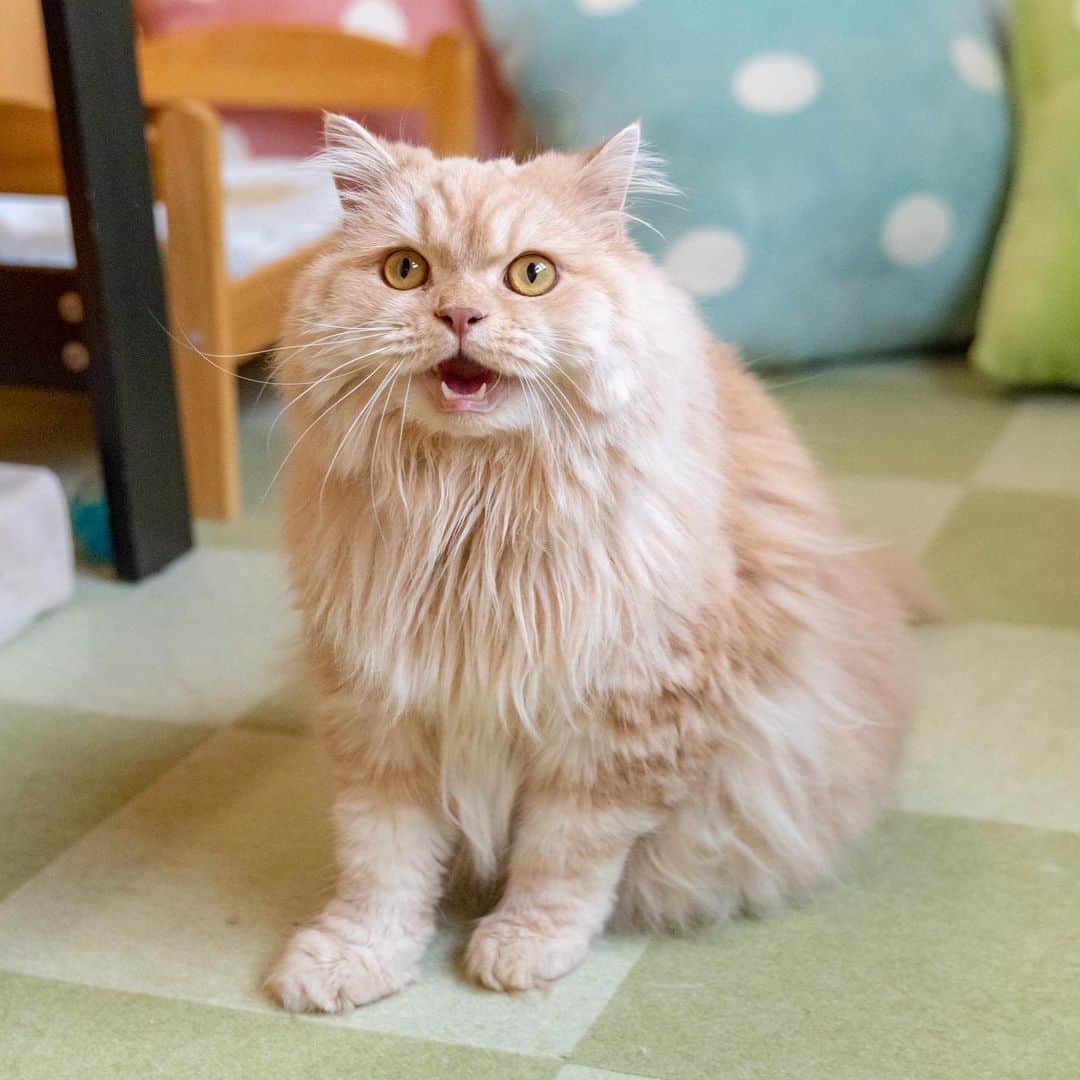 マアルのインスタグラム：「カイさん #🐈 #猫好きさんと繋がりたい #北海道 #旭川市 #ペットホテル」