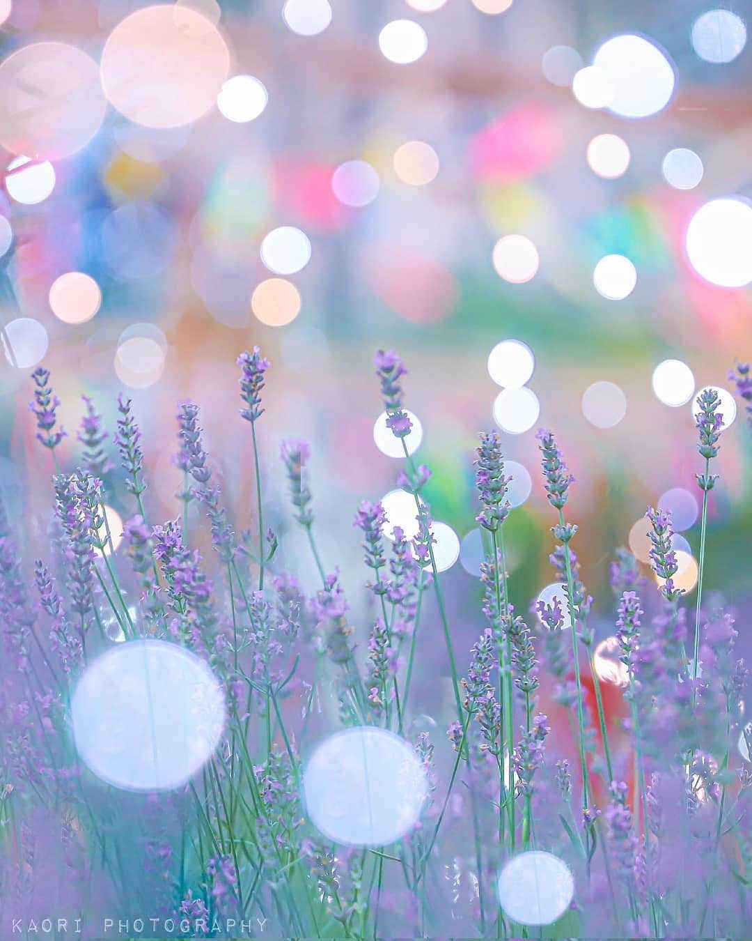 花の写真館のインスタグラム：「Photo by @_ka0ri. https://instagram.com/_ka0ri/ . Original Post[投稿頂いたURL] https://www.instagram.com/p/B0kwtiJgcae/ . 本アカウントは、 #私の花の写真 をつけてInstagramに投稿された皆さまの花の写真や、「花の写真館」Facebookページで投稿された花の写真を紹介します。 「花の写真館」Facebookページは、「 @floral.photograph 」のプロフィールにあるURLからご覧ください。 . #花の写真館 #floralphotograph #floralphoto #flower #flowers #富士フイルム #FUJIFILM Follow: @floral.photograph」