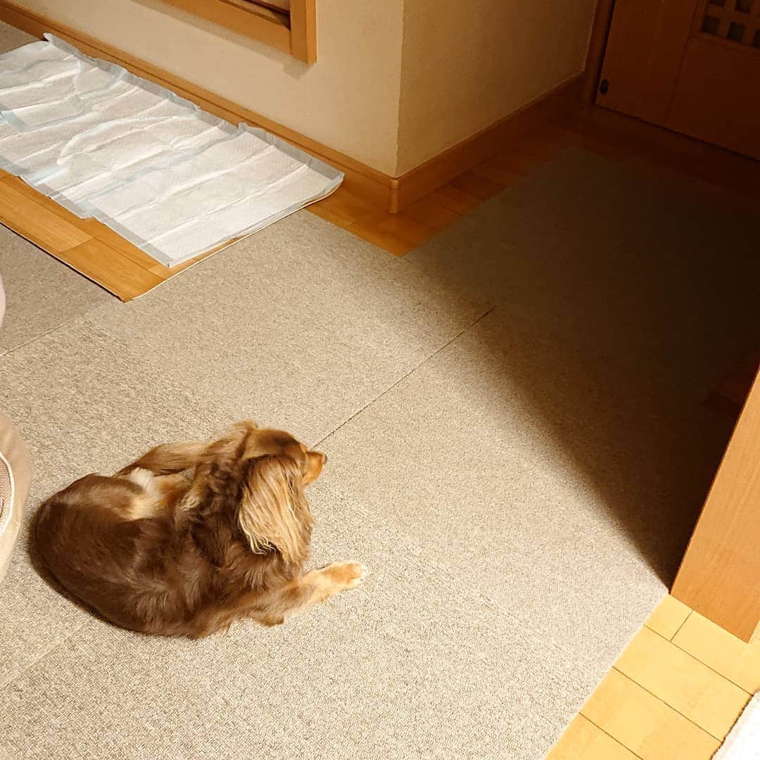 くるみんのインスタグラム：「* 切ないなぁ 夕方はじぃじが部屋からリビングに来る時間 待ってるんだよね  #カニンヘンダックスフント #カニンヘン #カニンヘンダックス #カニンヘンダックスフンド #チョコタンダックス #チョコタン #ダックス多頭飼い #ダックスフント #ダックスフンドカニンヘン #ダックスフンド #ダックス #じぃじ待ち #わんこなしでは生きていけません会 #ワンコなしでは生きて行けません会 #いぬばか部 #いぬすたぐらむ #短足部 #dachshundgram #dachshund #dachs #dogstagram #inustagram #instagramdog #instadachs #instadog #kyounodachs #todayswanko #7pets_1day #今日のわんこ #犬のいる生活」