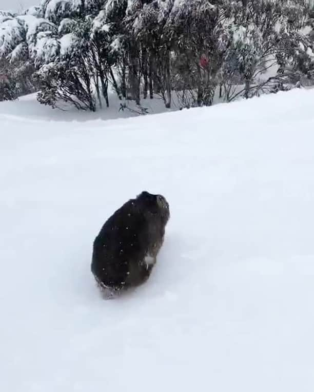 Australiaのインスタグラム