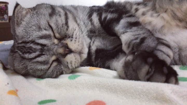 Shishi-maruのインスタグラム：「🐱 ーーーーーーーーーーー 📕「ぷっちねこ。」「3匹のちいさな猫を召喚できたなら」「ちいさな猫を召喚できたなら」徳間書店より単行本発売中 ーーーーーーーーーーー ⭐︎ねこ漫画を描いています→@tacos_cat 🐱公式→@chiisanacat 🌺Twitter →@taco_emonemon ーーーーーーーーーーー」