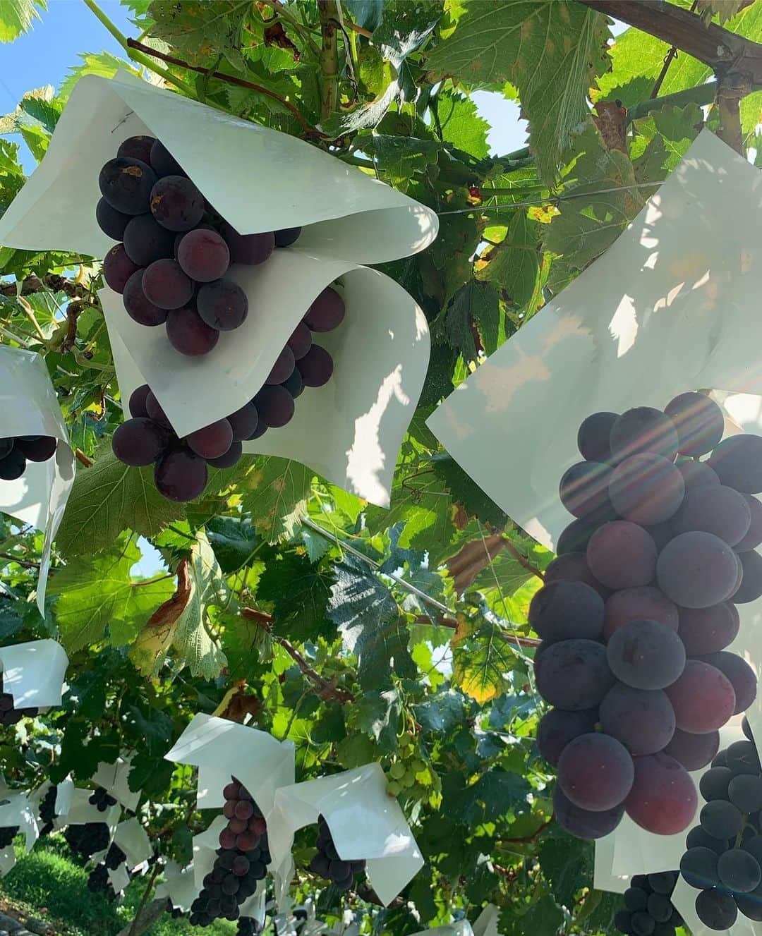 のインスタグラム：「🍇🍇🍇﻿ ﻿ お休みの日に幼馴染とレンタカー借りて山梨行ってぶどう狩りしてきたよ。﻿ ほんとは桃狩りしようとしてたけど﻿ 台風で桃結構落ちちゃったらしく﻿ ぶどうに変更した。笑﻿ でも巨峰めちゃくちゃ美味しかった！﻿ 最近の趣味は幼馴染とドライブいくこと🚘﻿ 車ほしいなあ〜﻿ ﻿ 今年夏っぽいこと全然してないや😭﻿ みんなはなにかしたー？？﻿ _﻿ _﻿ _﻿ #山梨 #ぶどう狩り #ぶどう」