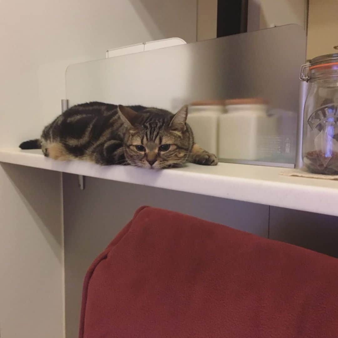 ありす & まりあさんのインスタグラム写真 - (ありす & まりあInstagram)「Is dinner ready yet? 🍽 キッチンを監視中にゃう。」8月20日 20時37分 - riesato.16