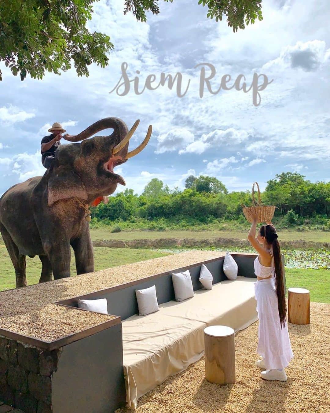 Laraさんのインスタグラム写真 - (LaraInstagram)「In the morning you can meet Rambai the elephant and give him sugar canes, bananas, and whole pineapples!! . . He’s 32 years old, but in elephant years, he’s basically just a child!! Because Asian elephants can live up to 100 years! #Siem Reap  #Cambodia 🇰🇭 . .  朝ごはんにゾウさんが遊びに来てくれる小さな村のホテル 。 「カンボジアの森で生まれ育ったランバイは32歳だけど ゾウは長生きだからゾウの中ではまだ子供なのよ」って スタッフの @molikamls が教えてくれた😊🐘 @thebeigecambodia . .  #larasummerholiday #カンボジア」8月20日 20時40分 - fa_la_lara