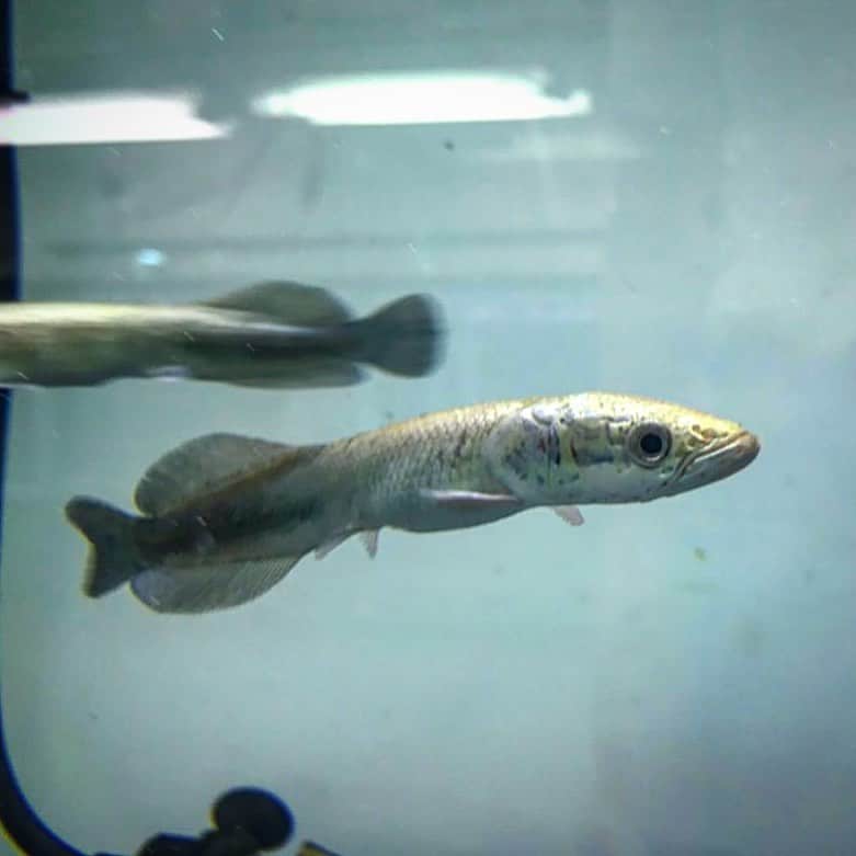 宇野剛史のインスタグラム：「久しぶりに見たわピラルクーの幼魚🐟  #ピラルクー #古代魚 #アマゾン川 #arapaima #arapaimagigas」