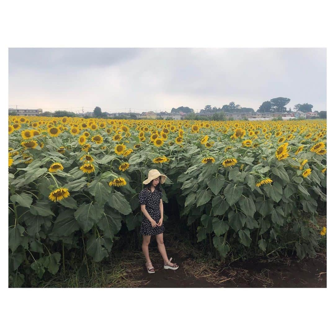 西田ひらりさんのインスタグラム写真 - (西田ひらりInstagram)「🌻🌻🌻 ・ ・ onepiece @holidayandholiday_official  hat @u_dresser ・ ・ ・ #西田ひらり #向日葵 #ひまわり #ひまわり畑 #🌻 #夏 #8月 #ワンピース #麦わら帽子 #ファッション #私服 #メイク #高校生 #sunflower #summer #august #onepiece #hat #fashion #ootd #jk #makeup #instagood #photooftheday」8月20日 20時47分 - hirari_nishida