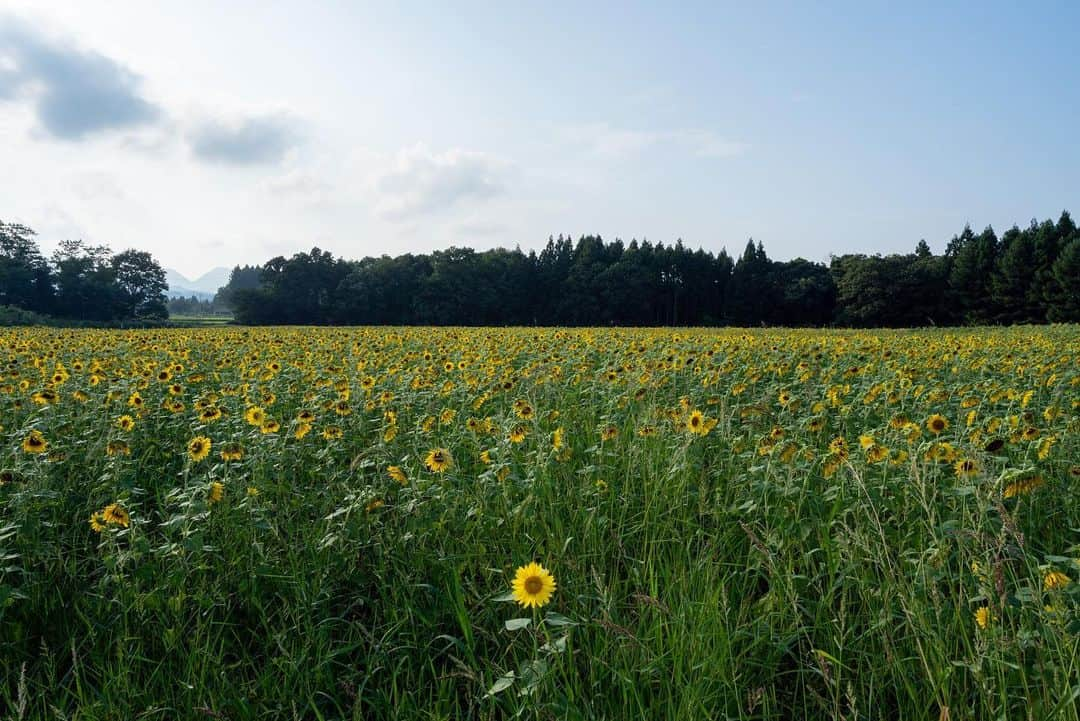 山人さんのインスタグラム写真 - (山人Instagram)「ひまわりは気づいたら終盤に向かっていました！ 去年より早い印象…。でもまだ！見れます！ 今年は北上市に出現したひまわり畑も偵察してきました😊(2枚目) 季節の花って元気になるから、いいですよねぇ〜💪 #東北 #岩手県 #西和賀町 #湯川温泉 #山人 #yamado #ホテル #ホテルマン #山人スタッフが行く #a7ⅲ  #地元の良さ #ここにしかない魅力 #四季 #季節 #自然 #北上市 #矢巾 #ひまわり #sunflower #夏 #夏の楽しみ方 #お盆 #夕焼け #夕暮れ #スタッフsh撮影」8月20日 20時52分 - yamado.official