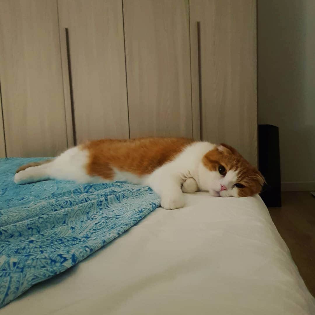 Nana _The Scottish Foldのインスタグラム：「Falling asleep😍 si sta addormentando 됼린 나나찌 . . #고양이 #猫 #ねこ #スコ #cat #cats #catstagram #catsofinstagram #instagramcats #instacat #bestmeow #catoftheday #catsofworld #catsloversworld #catsofday #냥스타그램 #또앙 #귀여워 #냥이 #caturday #gatos #cats_of_instagram #ilovemycat #catselfie #kittensofinstagram #kittens #catsdaily #kucing #mao」