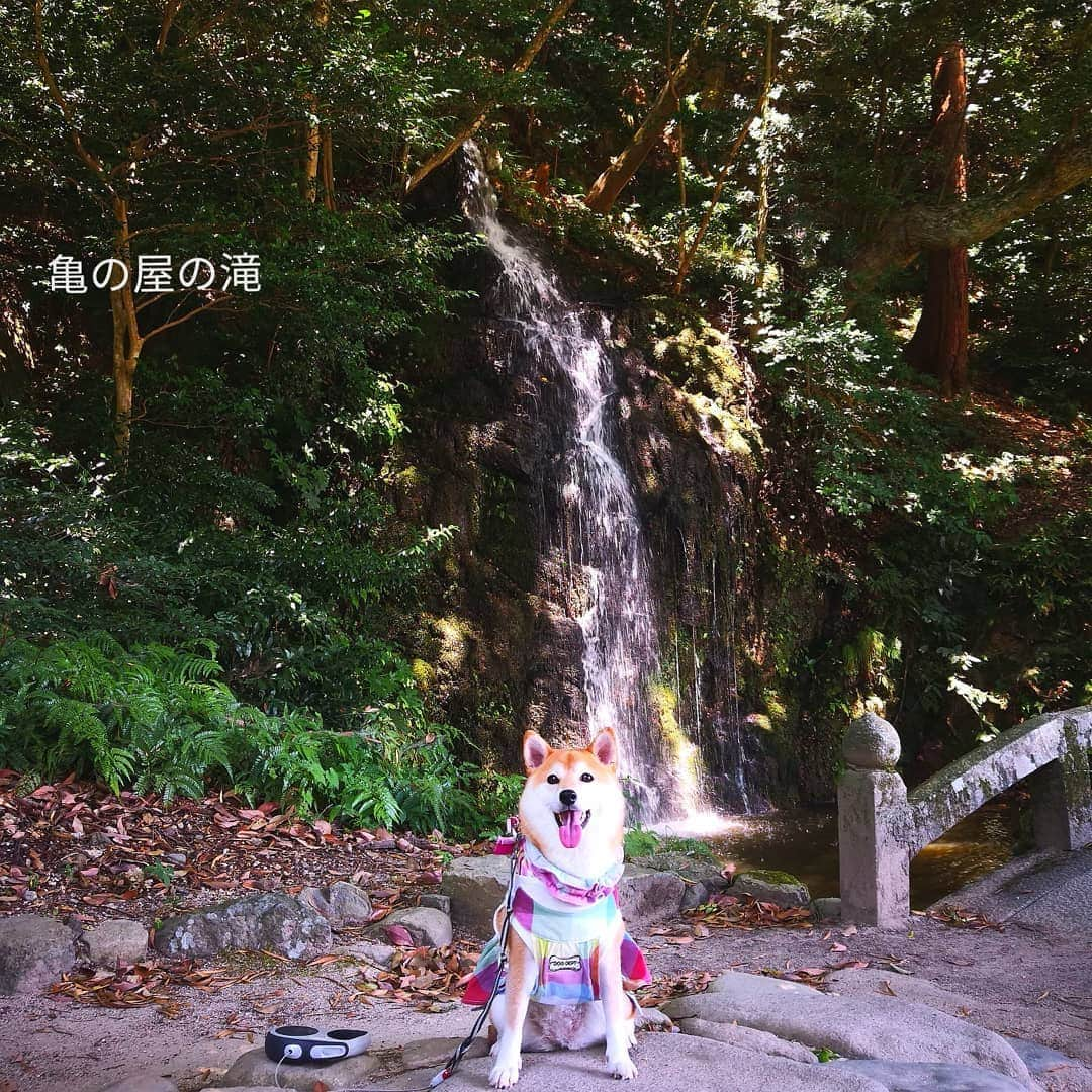 ちゃみさんのインスタグラム写真 - (ちゃみInstagram)「waterfall & 1000 years oldtree✨パワースポット✨ * 🌟亀の尾の滝 マイナスイオンをたっぷり浴びてきました！ * 🌟命主柱 樹齢1000年のムクの木は迫力満点！ * 🌟あまりにもキレイだったので動画も😊 狗賓さんから見た夕日🌇と島根の海🏖 * 🌟お誕生日写真を投稿してなかったので記録用に🎂🐶 * * #島根 #出雲大社 #亀の尾の滝 #命主柱 #パワースポット * * #shiba#shibainu#weeklyfluff#dog#shibastagram#柴犬#犬#しばいぬ」8月20日 21時07分 - shiba_charmy