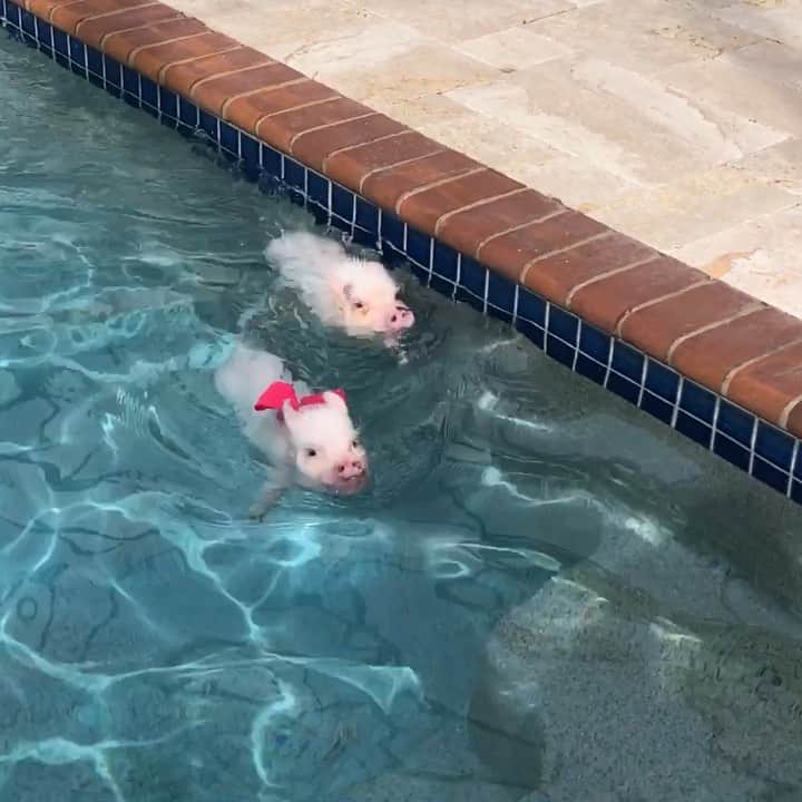 のインスタグラム：「This is what P.E. looks like for the home-schooled kids. Penn is following in cousin Penn’s hoofsteps and being the lifeguard.🐷💦#swimmingpigs #PoseyandPink」