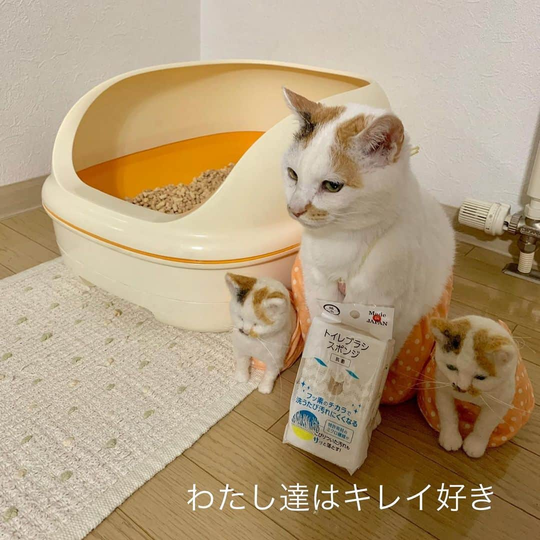 マルさんのインスタグラム写真 - (マルInstagram)「🚽 これで🧽おトイレ 綺麗にしてね うちらキレイ好き₍^·͈༝·͈^ฅ₍^·͈༝·͈^ฅ₍^·͈༝·͈^ฅ 早速、洗ってちょーだい . こーゆーのが、欲しかったー 猫用トイレのお掃除スポンジ！ 🧽で洗うとフッ素の膜がついて 汚れにくくなるらしいよ😯すごー🌟 トイレ洗剤もあるといいなー😝 . . #トイレ#掃除#猫壱#トイレブラシスポンジ #猫トイレ#新商品好き#マル三姉妹#猫のいる暮らし#猫との生活#猫がいて幸せ #instagood#ペコねこ部#ふわもこ部#petstagram#gato #スカートをはいた猫#pleasantcats#三毛猫 #にゃんすたぐらむ#にゃんだふるらいふ #catstagram#thekittypost#sweetcatclub #catsofinstagram#cat_features#猫 #ilovepets#happycatclub#catloversclub」8月20日 21時19分 - maruruna