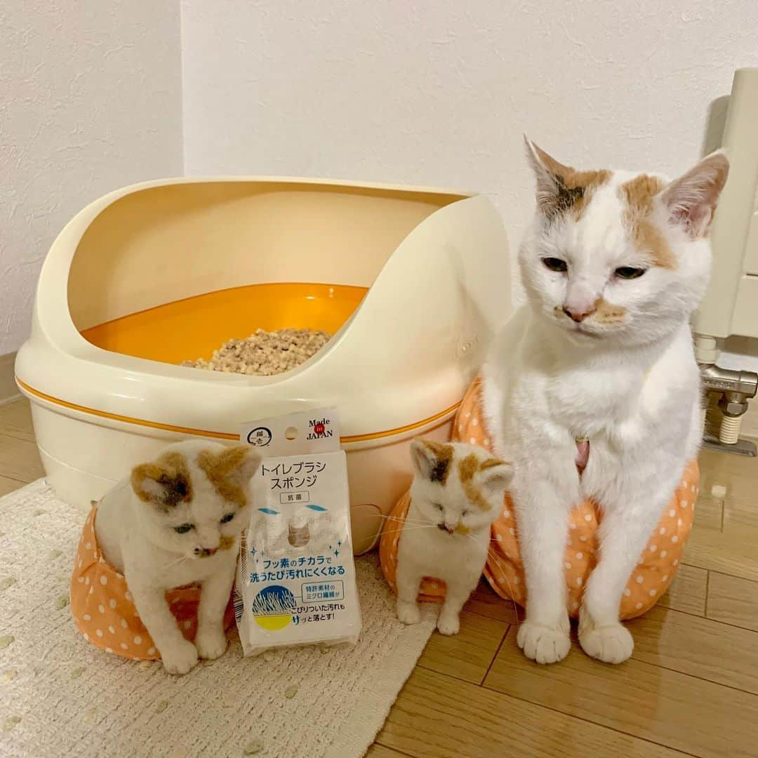 マルさんのインスタグラム写真 - (マルInstagram)「🚽 これで🧽おトイレ 綺麗にしてね うちらキレイ好き₍^·͈༝·͈^ฅ₍^·͈༝·͈^ฅ₍^·͈༝·͈^ฅ 早速、洗ってちょーだい . こーゆーのが、欲しかったー 猫用トイレのお掃除スポンジ！ 🧽で洗うとフッ素の膜がついて 汚れにくくなるらしいよ😯すごー🌟 トイレ洗剤もあるといいなー😝 . . #トイレ#掃除#猫壱#トイレブラシスポンジ #猫トイレ#新商品好き#マル三姉妹#猫のいる暮らし#猫との生活#猫がいて幸せ #instagood#ペコねこ部#ふわもこ部#petstagram#gato #スカートをはいた猫#pleasantcats#三毛猫 #にゃんすたぐらむ#にゃんだふるらいふ #catstagram#thekittypost#sweetcatclub #catsofinstagram#cat_features#猫 #ilovepets#happycatclub#catloversclub」8月20日 21時19分 - maruruna