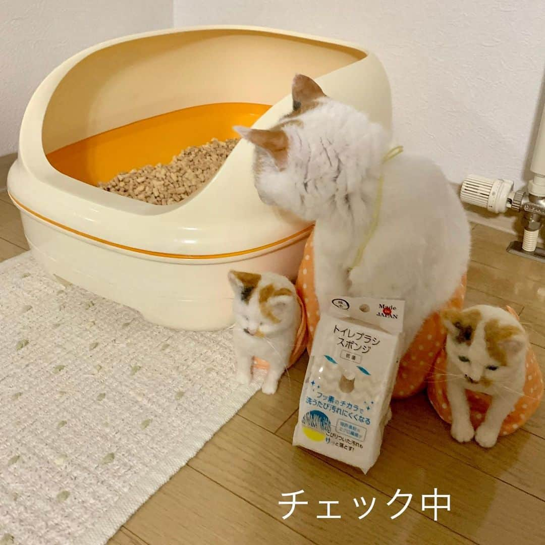 マルさんのインスタグラム写真 - (マルInstagram)「🚽 これで🧽おトイレ 綺麗にしてね うちらキレイ好き₍^·͈༝·͈^ฅ₍^·͈༝·͈^ฅ₍^·͈༝·͈^ฅ 早速、洗ってちょーだい . こーゆーのが、欲しかったー 猫用トイレのお掃除スポンジ！ 🧽で洗うとフッ素の膜がついて 汚れにくくなるらしいよ😯すごー🌟 トイレ洗剤もあるといいなー😝 . . #トイレ#掃除#猫壱#トイレブラシスポンジ #猫トイレ#新商品好き#マル三姉妹#猫のいる暮らし#猫との生活#猫がいて幸せ #instagood#ペコねこ部#ふわもこ部#petstagram#gato #スカートをはいた猫#pleasantcats#三毛猫 #にゃんすたぐらむ#にゃんだふるらいふ #catstagram#thekittypost#sweetcatclub #catsofinstagram#cat_features#猫 #ilovepets#happycatclub#catloversclub」8月20日 21時19分 - maruruna