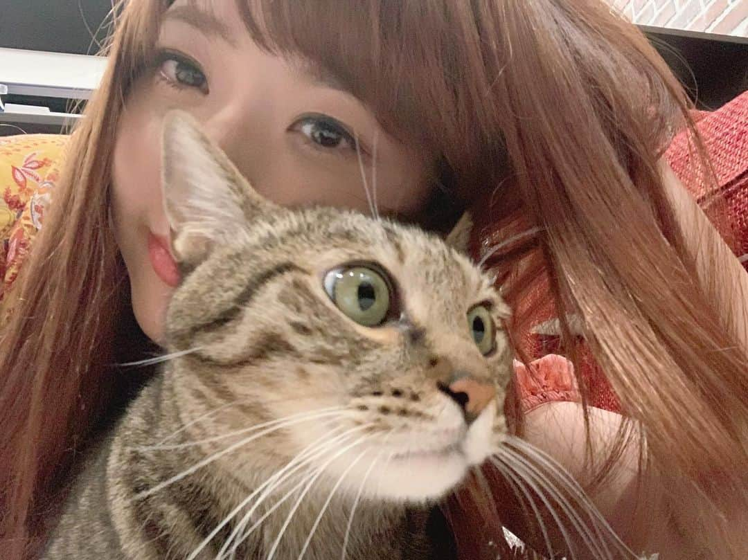 白井奈津さんのインスタグラム写真 - (白井奈津Instagram)「うちのニャイオンキング🦁  #ライオンキング #映画みたよ #シンバの子どもの頃が可愛いくて可愛いくて  #ネコ科最高 #あれ映像どうやって作ってるんだろ  #壮大で美しかったです🌳」8月20日 21時32分 - shirai_natsu