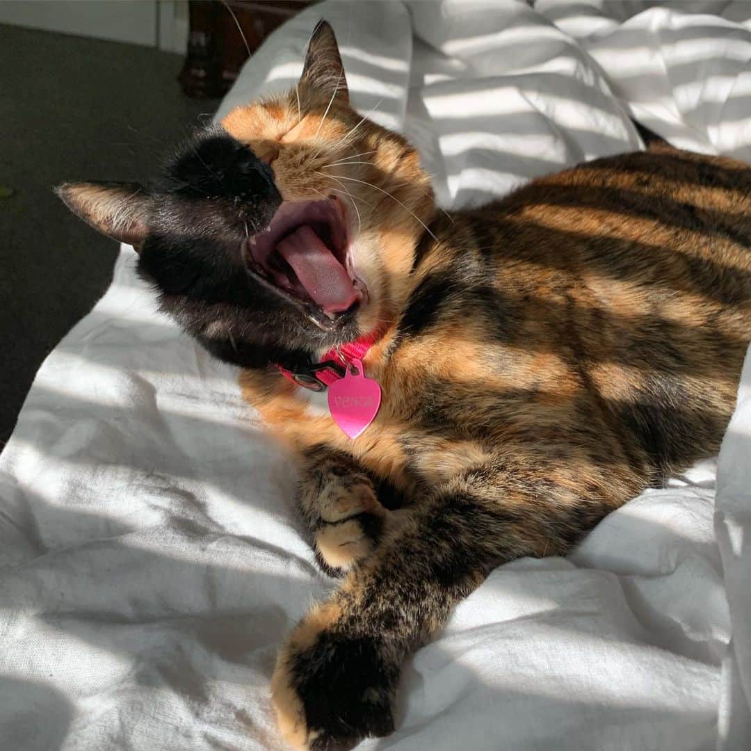Venus Cat さんのインスタグラム写真 - (Venus Cat Instagram)「BIIIGGG morning yawn & a little sun peeking through the window....purrfection! Good morning world! ☀️😺」8月20日 22時14分 - venustwofacecat