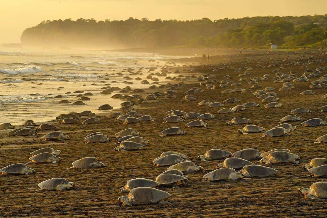 Thomas Peschakさんのインスタグラム写真 - (Thomas PeschakInstagram)「Olive and Kemp’s ridley sea turtles are unique, as some populations lay their eggs in seasonal ‘Arribada’ mass nesting events. At Ostional along the Pacific coast of Costa Rica up to 500,000 Olive ridley turtles emerge to lay their eggs during this multi day phenomenon. Shot on assignment for @natgeo working with @filipe_deandrade @craigwelch @ottowhitehead #arribada #ostional #costarica #seaturtles #oliveridley」8月20日 22時22分 - thomaspeschak