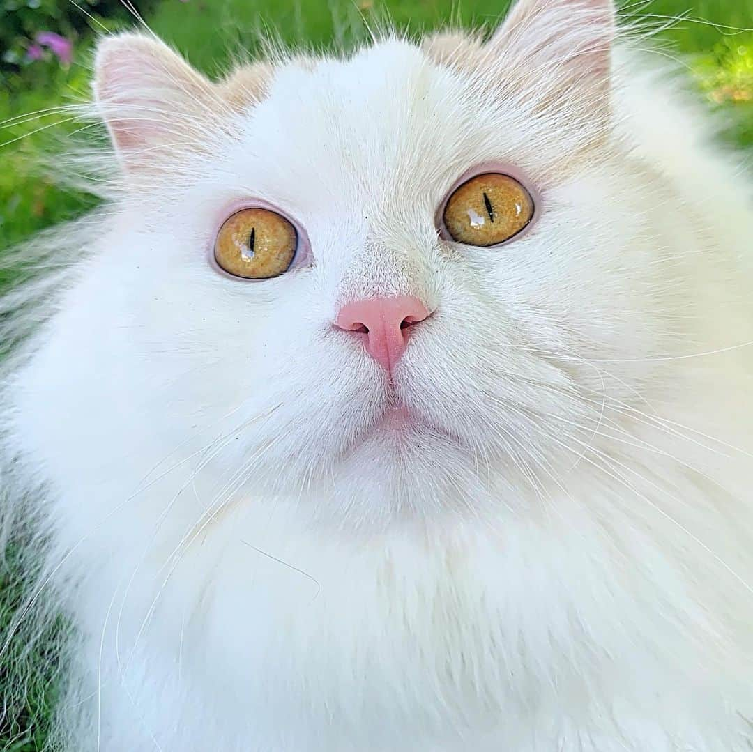 ソフィーさんのインスタグラム写真 - (ソフィーInstagram)「This is the look Lou and I both had when we saw this guy online! —> swipe 👀  Can you even believe it? I was on Facebook scrolling and I see his pic. Neighbors from my old neighborhood in MA (who I don’t know) posted him on one of those “buy nothing” sites asking if he was anyone’s cat. He was hanging out on their back porch for a couple days. So I said I thought it was Scottie and gave his # to them. I thought it couldn’t be but they called and it was. I mean what are the odds I’d see that and get him back home from NY? Miss that guy and I know you guys do too.」8月21日 9時30分 - sophielovestuna