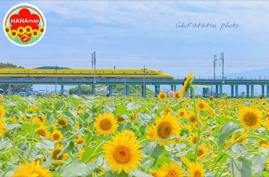 はなまっぷ❁日本の花風景さんのインスタグラム写真 - (はなまっぷ❁日本の花風景Instagram)「🌻🌺はなまっぷの夏まつり🌺🌻 * @chikatatsu さんの 夏の花々に花まるを💮 * 暑さに負けずに咲き誇る素敵な夏の花々をありがとうございます😊🌺 * 岐阜  #大垣 Ogaki, Gifu Pref. * 🌻ヒマワリの花言葉🌻 あなたを見つめる、愛慕 * 🌈•••🌺•••🌻•••🌺•••🌻•••🌺•••🌈 * 🌺はなまっぷの夏まつり🌺 〜8/31まで #はなまっぷ  のタグの中から、夏のお花のお写真をご紹介させていただきます。期間中はランダムに、複数枚投稿でもご紹介させていただく場合がございます。 * #夏#日本#花#ひまわり#ヒマワリ#向日葵#新幹線#ドクターイエロー * 🌈•••🌺•••🌻•••🌺•••🌻•••🌺•••🌈 *」8月21日 8時16分 - hanamap