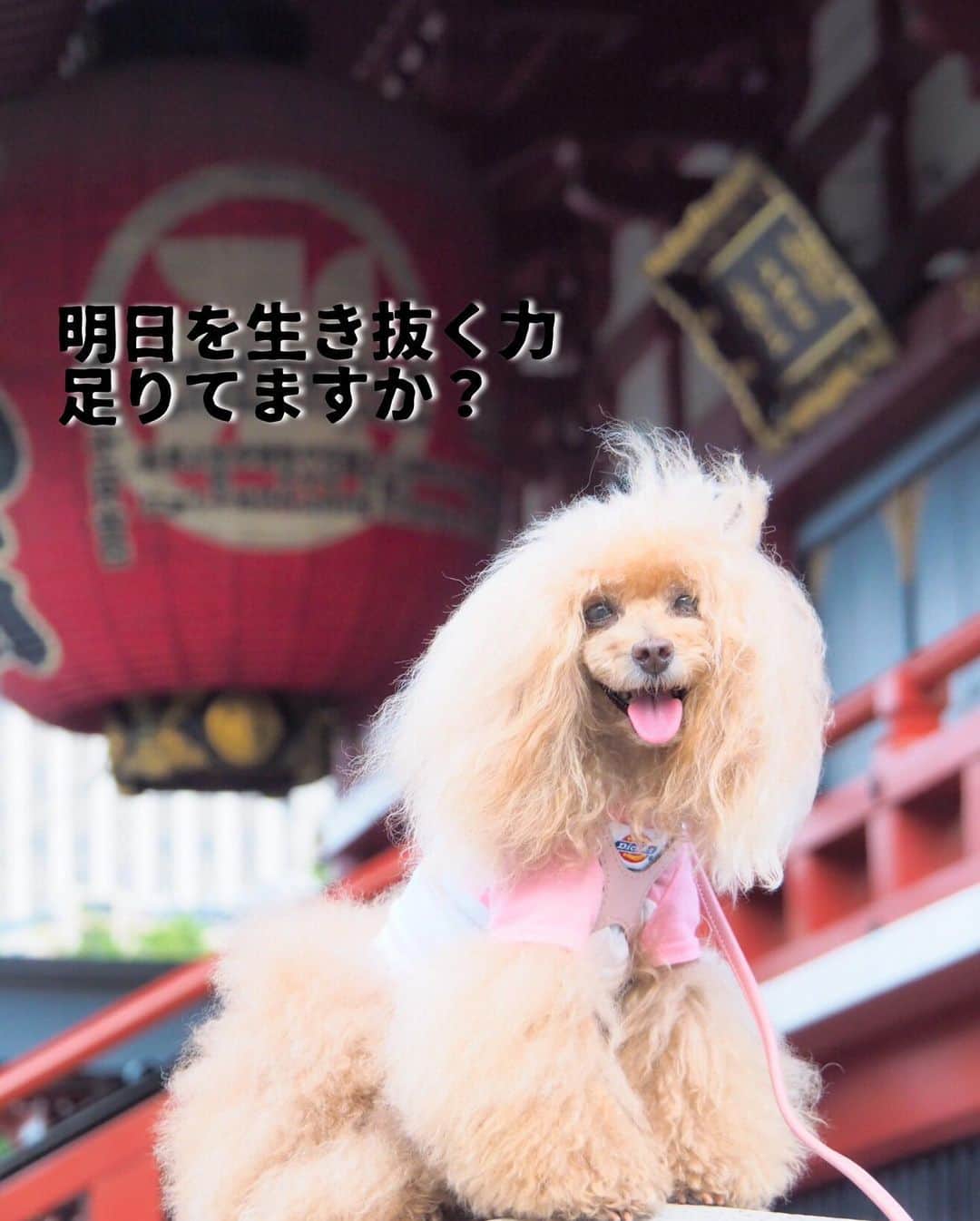のインスタグラム：「20190821 Wednesday. Good morning! Friends 💕 やっとお散歩できたね🥰 今朝は涼しくてみくるの足取りも軽快🎶 . ❶ みくるの活力源はなんですか？ ❷ 食らいついたら離しません動画😨 ❸ オニクですね🍖 ❹ みくるの法則動画 チラッとね😸 . まだ水曜日かぁ 先は長いぜ🥺🥺🥺 . #浅草寺 で #肉活 オニクがみくるの #活力源」