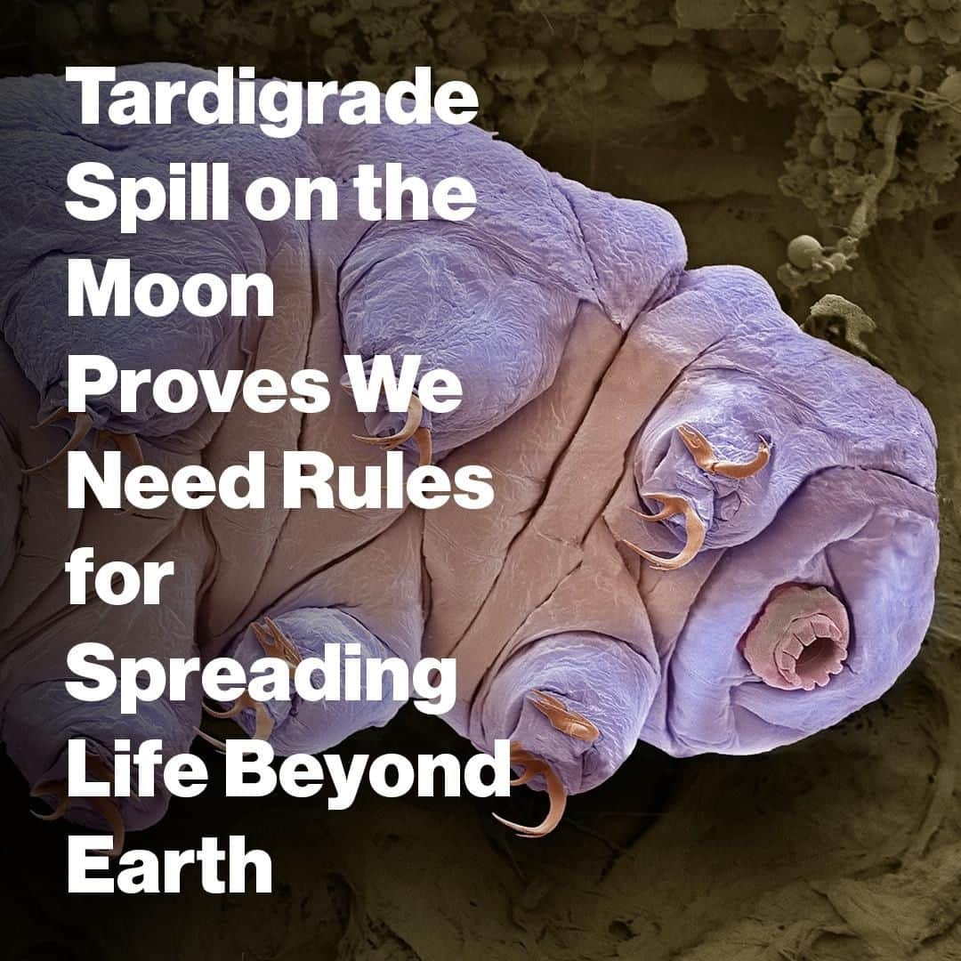 VICEさんのインスタグラム写真 - (VICEInstagram)「On April 11, a private spacecraft crashed into the moon. But it wasn’t just bent metal and twisted bolts scattered across the lunar landscape—the wreckage included thousands of tardigrades, incredibly resilient micro-animals. The famously-hardy tardigrades might have survived the crash landing and are a perfect reminder that it's time to start talking about what rules we want to shape our space environment. 🚀 Photo: Getty.」8月21日 8時30分 - vice