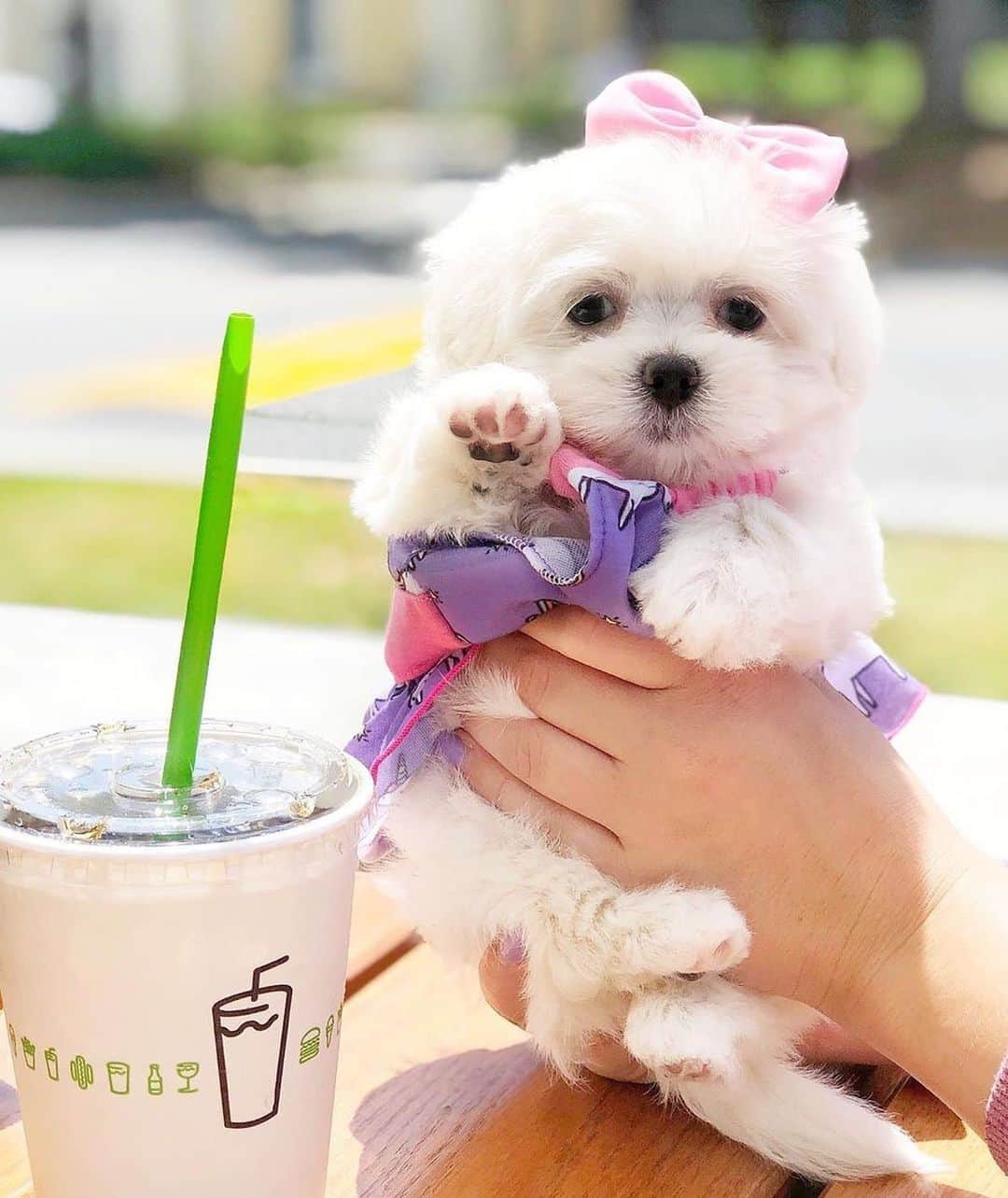 SHAKE SHACKさんのインスタグラム写真 - (SHAKE SHACKInstagram)「@charleypoops is killin’ us with cuteness. 😭 Want to make your best fur-iend’s dreams come true? We’re treating 15 lucky pups to the ultimate Shack doggie bag, stuffed with @boccesbakery ShackBurger biscuits, our Shake Shack x @bark collab toys and an exclusive printed bandana. 🙌 For a shot at the goods, post a pic of your pooch at the Shack to your IG profile⁣⁣⁣⁣ with the hashtags #DogsOfShack+ #Contest⁣⁣⁣⁣ through 8/31. (Make sure you’re following @shakeshack⁣⁣⁣⁣!) Then cross your fingers… Winners will be announced on 9/3. 🤞⁣ ⁣ The fine print: No purchase necessary to enter or win. Limit one (1) submission per person. Must be 18 years old or older to enter. Winners will be announced on September 3, 2019. This Contest is no way sponsored, endorsed, affiliated, or associated with Instagram. See Official Rules for more details (linked in bio). #shakeshack」8月21日 8時49分 - shakeshack