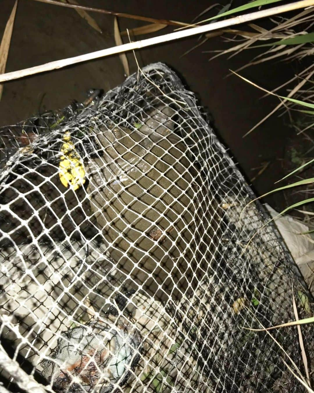 村上隆さんのインスタグラム写真 - (村上隆Instagram)「This year, once again, I went to catch small creatures with nets in the river with my kids—it’s called “gasa gasa” in Kyoto/Shiga region—a few days ago, just before the Obon holidays ended. Afterwards, the adults (my two assistants @goro_i @yanotakaya and myself) brought my kids home and set off anew to go catch some turtles and soft-shell turtles at night. We aimed for the spot that Mr. Hanzawa,  @seiyahanzawa who used to help us with the activity until last year, had told us. We caught a few and it was quite satisfactory. I would like to get more serious next year.  今年もお盆明けの数日前、京都、滋賀地方の川で、ガサガサと言って、網で小動物を捕獲する遊びを子供達とやり、保護者達、つまり僕と2人のアシスタント @goro_i @yanotakaya は、子供達を家に送った後、夕方、夜に、亀、スッポンを捕獲に行ってきました。 ポイントは去年までサポートしてくれてた、半澤さん @seiyahanzawa に教わった場所。数体が捕獲でき、大変満足しました。来年はもっと本格的にやってみたいと思ってます。」8月21日 9時05分 - takashipom