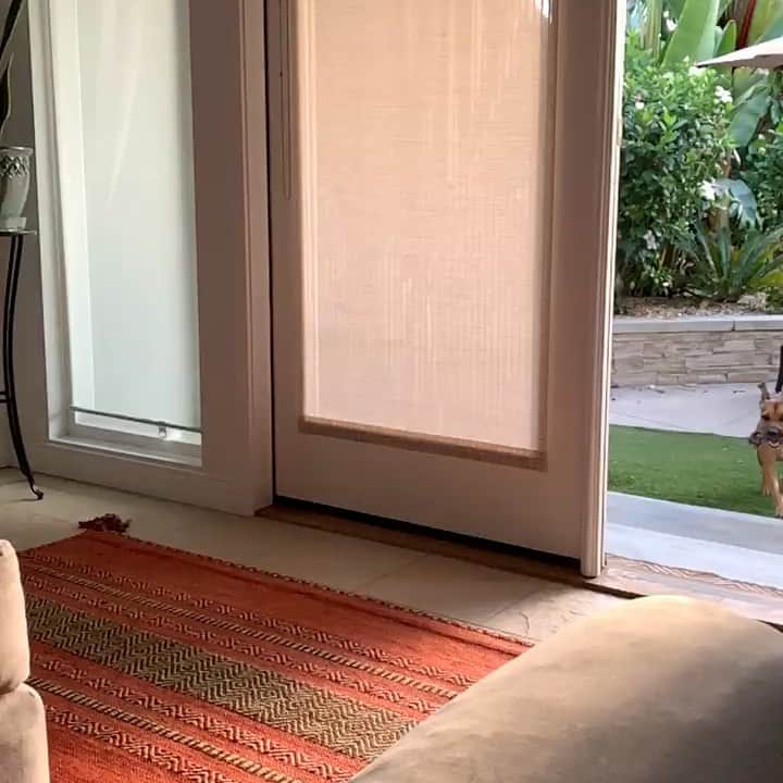ロッチェル・エイツのインスタグラム：「Barkley’s got some talent! 😆」