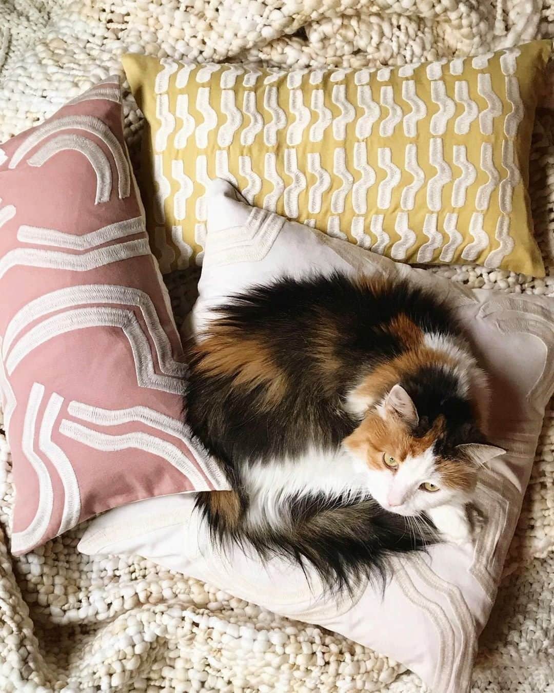 west elmさんのインスタグラム写真 - (west elmInstagram)「Your sofa needs: Cute pillows ✔️ a cozy throw ✔️ a sleepy kitten ✔️ Done! (📷: @westelmrichmond) #catsofwestelm #calico #calicocat #pillowtalk」8月21日 9時02分 - westelm