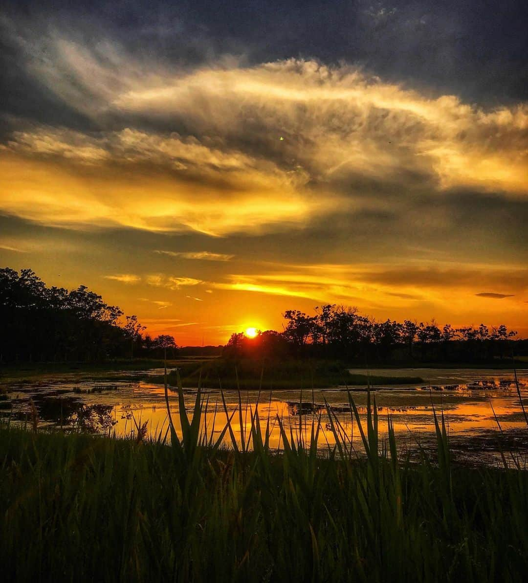 アメリカ内務省さんのインスタグラム写真 - (アメリカ内務省Instagram)「The sky may be gold, but the real treasure is the water, land and legacy of conservation. Located along the northeast coast of #Massachusetts, Parker River National #WildlifeRefuge is comprised of more than 4,700 acres of diverse habitats including sandy beach and dune, cranberry bog, maritime forest, freshwater marsh and a large expanse of salt marsh -- one of the most productive ecosystems in nature. #ParkerRiver provides pristine coastal habitat for over 300 species of resident and migratory birds, as well as a large variety of mammals, insects, fish, reptiles and amphibians. Photo courtesy of Samantha Bugler (@samantha___snow). #travel #FindYourPark #usinterior」8月21日 0時30分 - usinterior