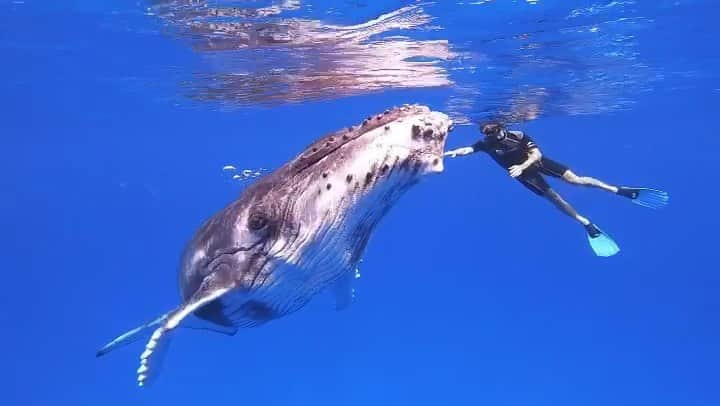 デレク・ハフのインスタグラム