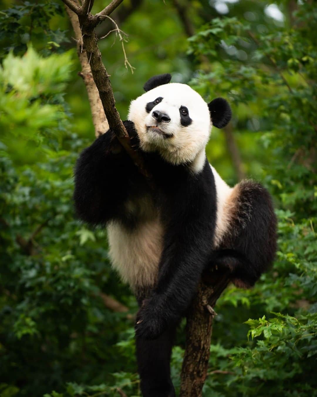 スミソニアン国立動物園さんのインスタグラム写真 - (スミソニアン国立動物園Instagram)「🐼🎂 Come watch #BeiBei eat his panda-friendly birthday cake Thursday, Aug. 22 at 9 a.m.! If you can't make it in person, you can still watch on the Panda Cams. #PandaStory」8月21日 1時30分 - smithsonianzoo