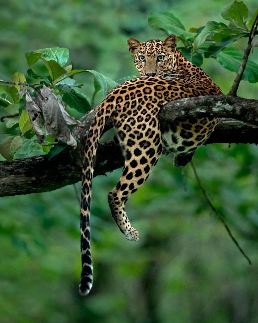 Discoveryさんのインスタグラム写真 - (DiscoveryInstagram)「"A gorgeous Leopardess in the woods of Kabini. She has carved out a territory close to her mother.” 📸 + caption by Mithun Hunugund (@mithunhphotography) . . . . #photography #photooftheday #explore #naturephotography #nature #potd #travelIG #wow #natureIG #explore #travelgram #bigcats #leopard #meow #wow #exotic」8月21日 1時32分 - discovery