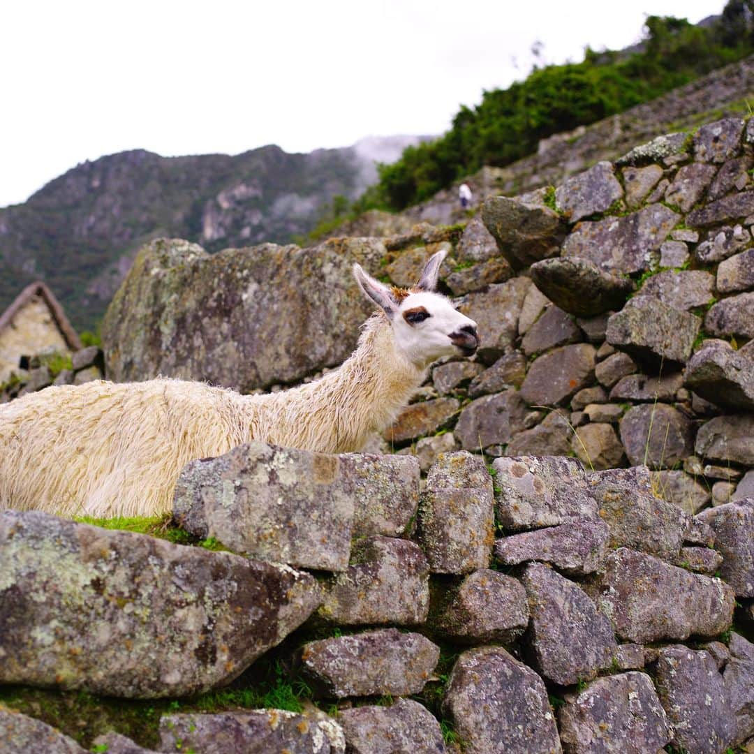 玉木宏のインスタグラム：「#peru #machupicchu #おやすみ」