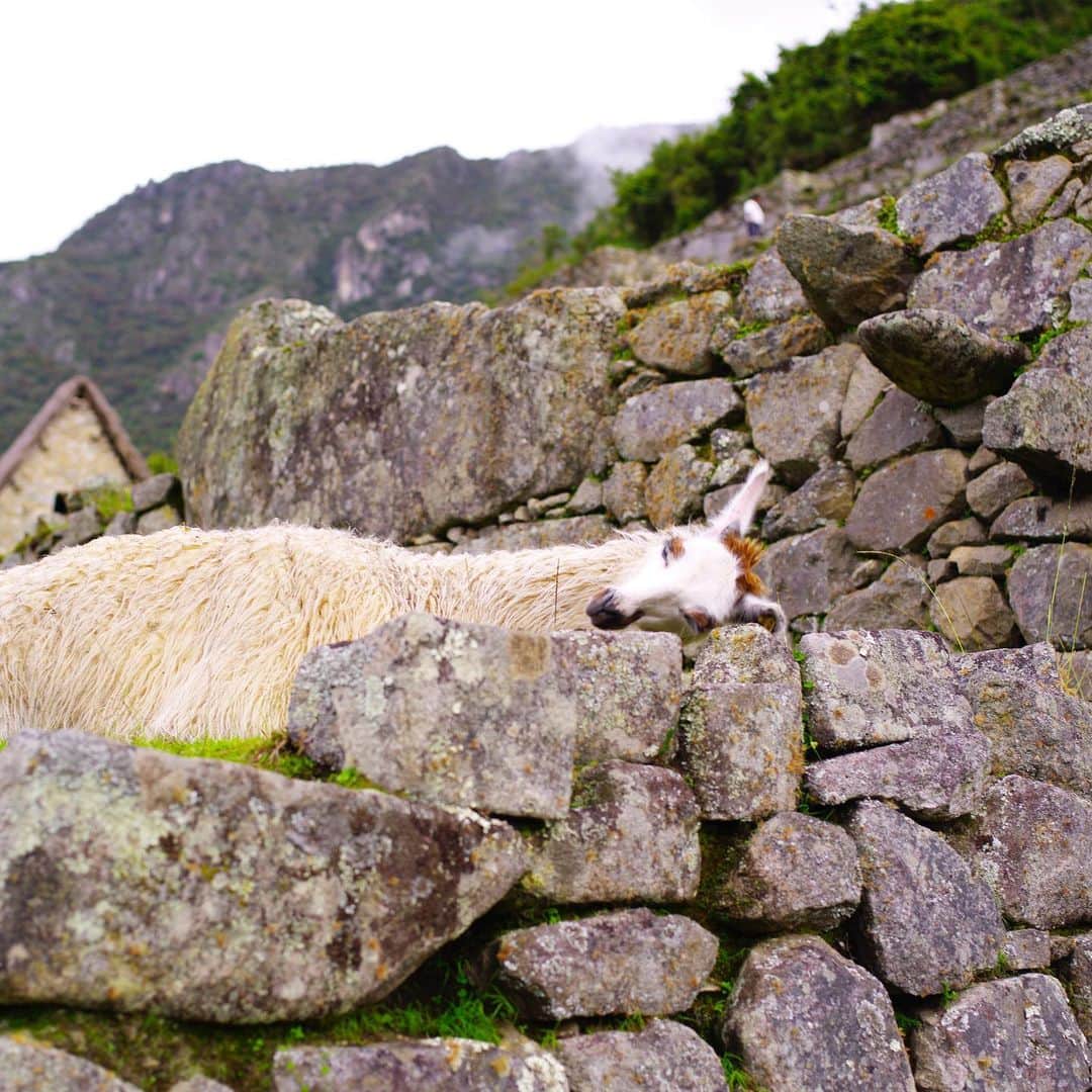 玉木宏さんのインスタグラム写真 - (玉木宏Instagram)「#peru #machupicchu #おやすみ」8月21日 1時33分 - hiroshitamaki_official