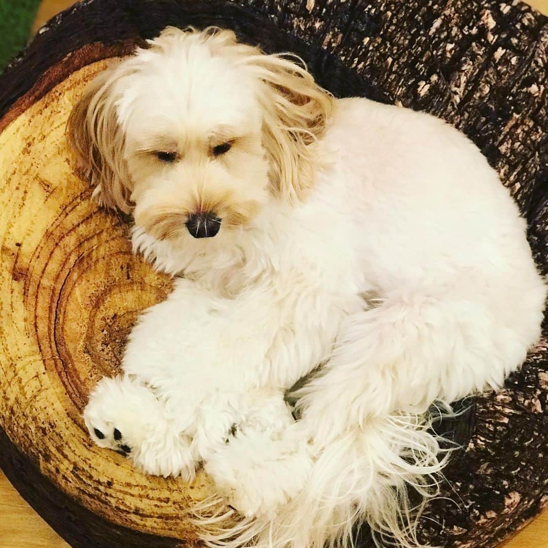 北山陽一のインスタグラム：「にくきう #きたやまおもち」