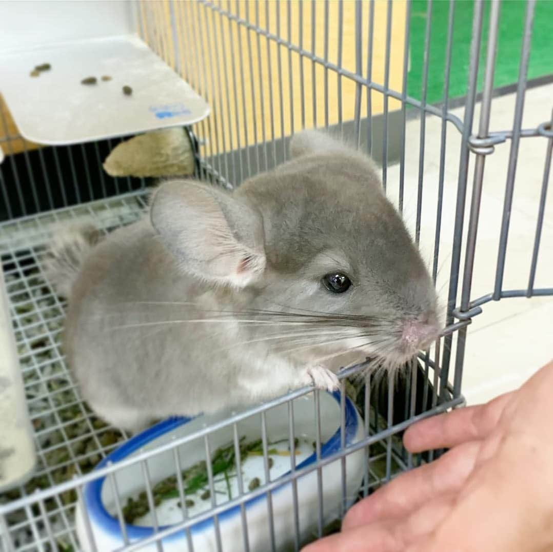 hamster_mocoさんのインスタグラム写真 - (hamster_mocoInstagram)「はじめまちて✨ ボク「ちむ」でち🐭💓 ☺︎︎ ストーリーでもお知らせしましたが、この度新しい家族としてチンチラちゃんをお迎えする事になりました🤗🏠🐭✨ ミチくんにどことなく似ている優しいお顔の生後2ヶ月の男の子です🐾 ☺︎︎ ちむとの出会いやこれからの事を記録していくためにハムちゃんアカウントとは別に新しいアカウントを作ることにしました🐭✨ チンチラちむ⇒ @chimu_chinchilla ☺︎︎ 実はちむ はまだ我が家にはおらず…ペットショップに居るのです。 色々な事情があり、その理由も ちむの新アカウントに書き綴っていますので良かったら読んでみてください😌🙌🏼 ☺︎︎ これからも ふぅ･キミ･サケツナウメ･そして新入りの「ちむ」をよろしくお願いします🙇‍♀️🐹🐹🐼🐼🐼🐭✨ 2019.8.21 ☺︎︎ #チンチラちむ#チンチラ#チンチラバイオレット#チンチラベビー#Chinchilla#龙猫#チンチラのいる生活#チンチラ好きと繋がりたい#Chinchillaworld#モフモフ#ペット#ふわもこ部」8月21日 2時01分 - asahi.fl