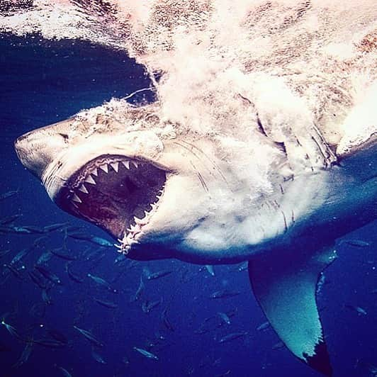 マイケル・ミュラーさんのインスタグラム写真 - (マイケル・ミュラーInstagram)「Diving Cage free with 8 of these tanks circling & swarming us has been one of the most enlightening & pure moments of my life.  I Still have all my fingers and toes because even with that maybe sharks interested in us, they were still smart enough to realize how dangerous humans can be so they kept their distance.  They are so smart, now if only Humans could evolve like that and actually LEARN from our past and not make the same mistakes we continue to make over and over again.  I guess it may take us millions of years to evolve as well. Only issue is do we have a 999,998,000 more years left to do it?」8月21日 2時11分 - michaelmuller7