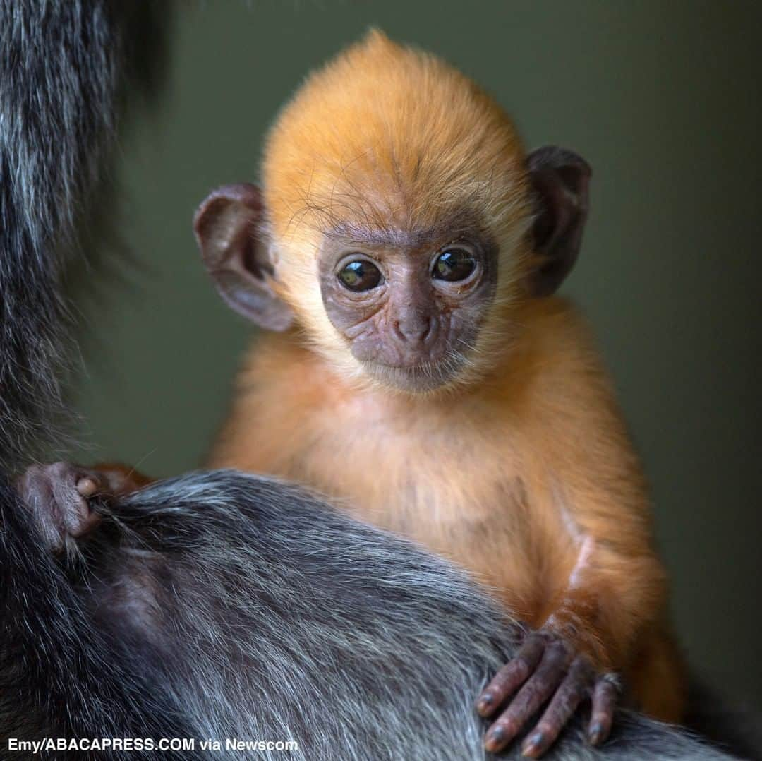 ABC Newsさんのインスタグラム写真 - (ABC NewsInstagram)「A newborn silver Leaf monkey bonds with its mother on the North of Borneo island in Malaysia; the monkeys are critically endangered due to local industry activity. #monkeys #babyanimals #cuteanimals #endangeredspecies」8月21日 2時23分 - abcnews