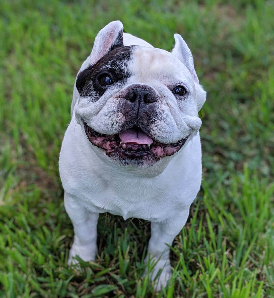 Manny The Frenchieのインスタグラム：「Be the reason someone smiles today! 😃」