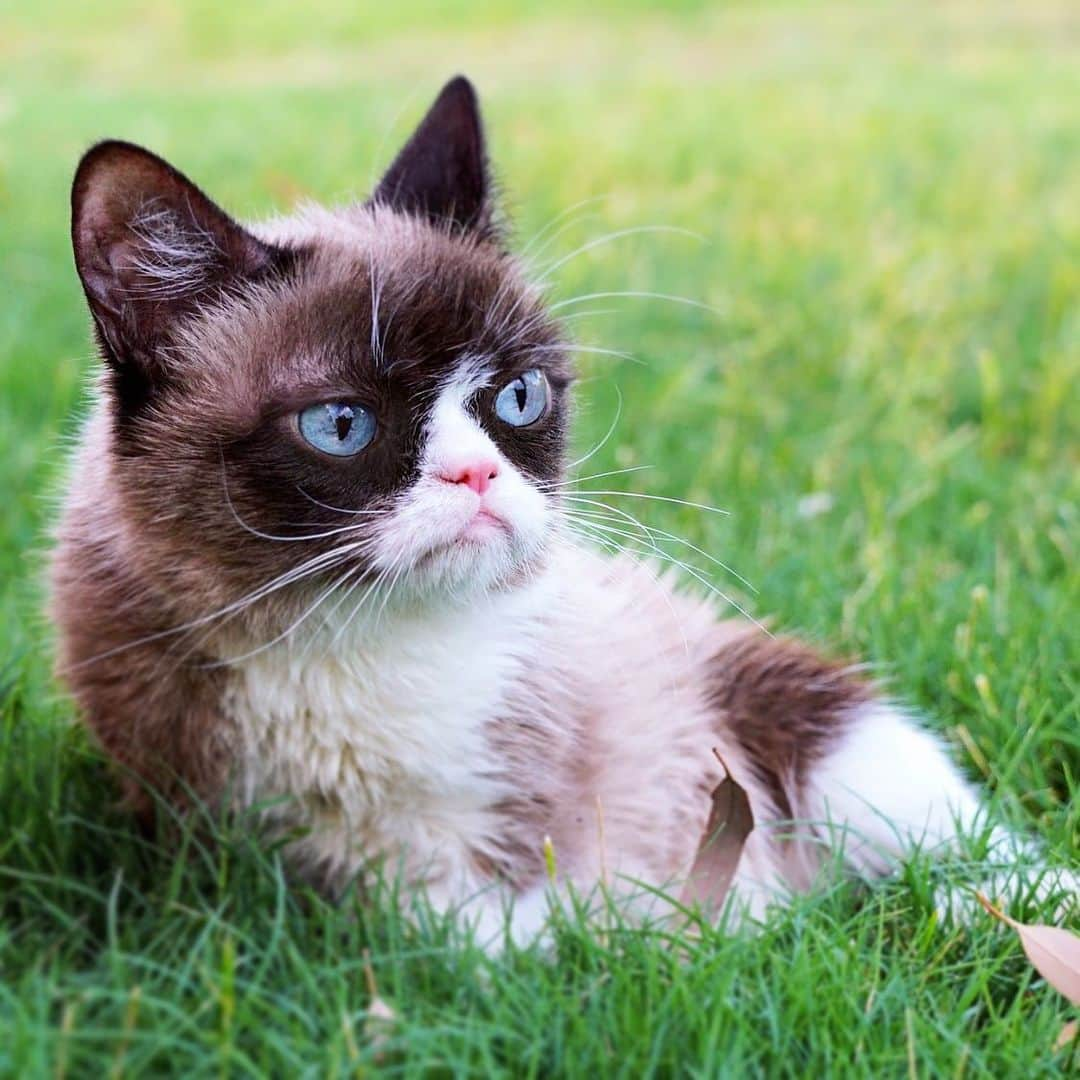 Grumpy Catさんのインスタグラム写真 - (Grumpy CatInstagram)8月21日 2時25分 - realgrumpycat