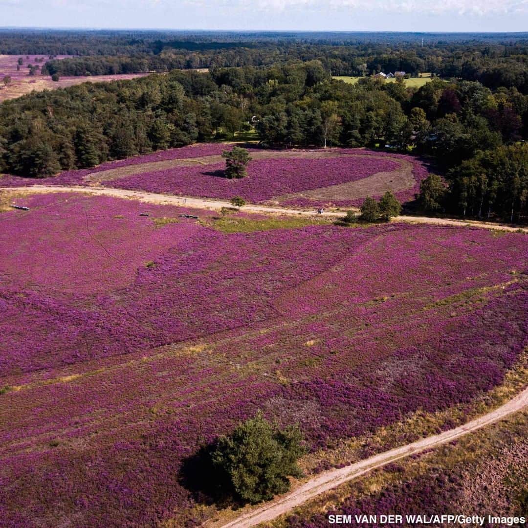 ABC Newsさんのインスタグラム写真 - (ABC NewsInstagram)「Overhead shots show a heather in bloom at a Dutch nature preserve, which has turned purple following summer rainfall. #nature #photography #naturephotography #netherlands」8月21日 2時30分 - abcnews