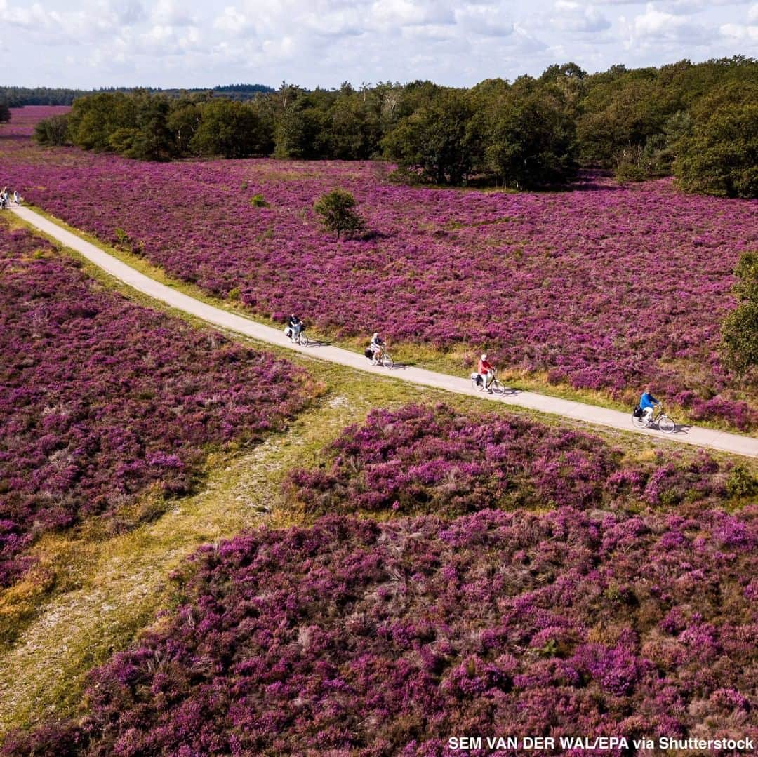 ABC Newsさんのインスタグラム写真 - (ABC NewsInstagram)「Overhead shots show a heather in bloom at a Dutch nature preserve, which has turned purple following summer rainfall. #nature #photography #naturephotography #netherlands」8月21日 2時30分 - abcnews