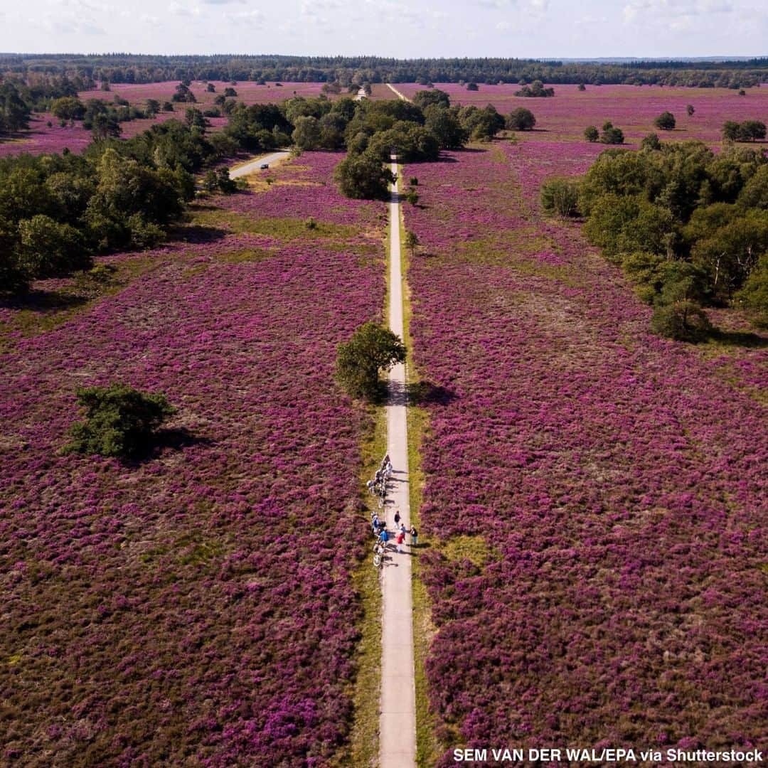 ABC Newsさんのインスタグラム写真 - (ABC NewsInstagram)「Overhead shots show a heather in bloom at a Dutch nature preserve, which has turned purple following summer rainfall. #nature #photography #naturephotography #netherlands」8月21日 2時30分 - abcnews