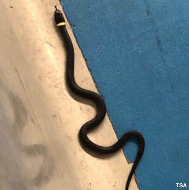 ABC Newsさんのインスタグラム写真 - (ABC NewsInstagram)「It wasn't quite "Snakes on a Plane," but a traveler did leave a pet snake behind at a TSA checkpoint Monday night. “It’s common for travelers to accidentally leave items at the checkpoint...but this is the first time someone has left a snake behind." #snakes #planes #snakesonaplane」8月21日 3時22分 - abcnews